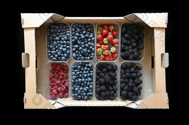 塑料容器完整的新鲜的黑莓树莓草莓蓝莓站内部纸板航运盒子前视图