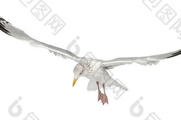 欧洲鲱鸥，4岁，冬季羽毛在白色背景下飞行