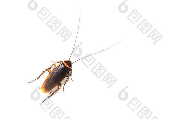 俯视图白色背景上隔离的一只死蟑螂。
