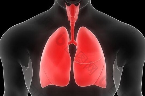 肺部分人类呼吸系统解剖学x射线呈现