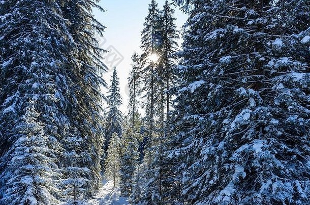 冬季云杉林在阳光下生长。斯洛维尼亚波克朱卡冬日清晨的宁静景象和新鲜的积雪