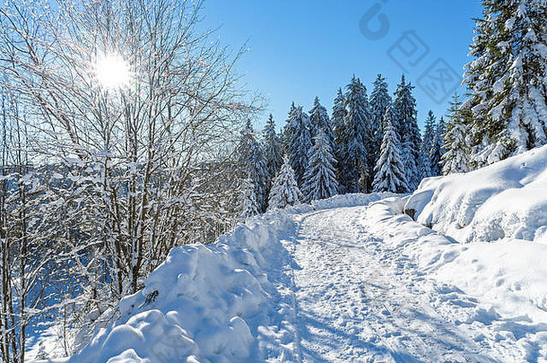 德国哈尔茨山脉奥德泰奇大坝附近被白雪覆盖的树木