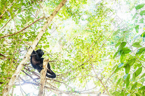 危地马拉，皮特，埃尔雷马特，一只吼猴躺在阳光普照的绿叶树上，仰望天空