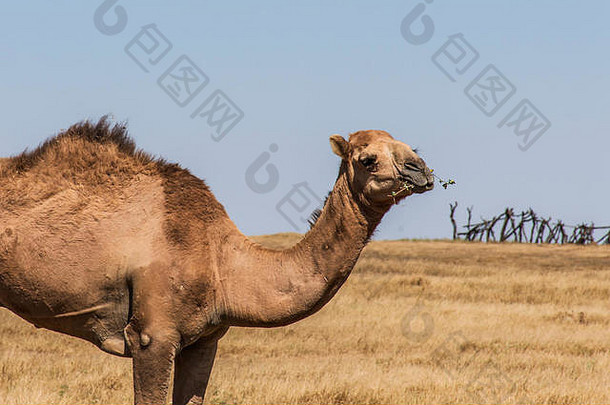 阿曼萨拉拉<strong>风景区</strong>野生动物骆驼在摄像机内观看2