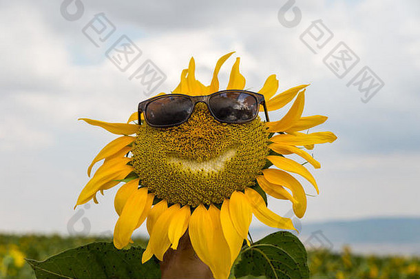 微笑脸向日葵太阳镜向日葵场