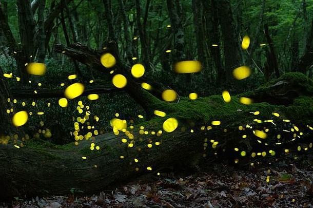 野林中飞舞的小萤火虫。保加利亚夜间在森林中飞行的萤火虫科。