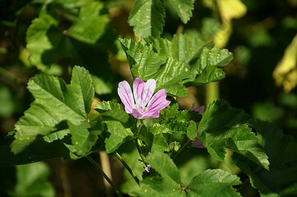 盛开的高锦葵特写镜头，普通锦葵的花在夏末也被称为锦葵