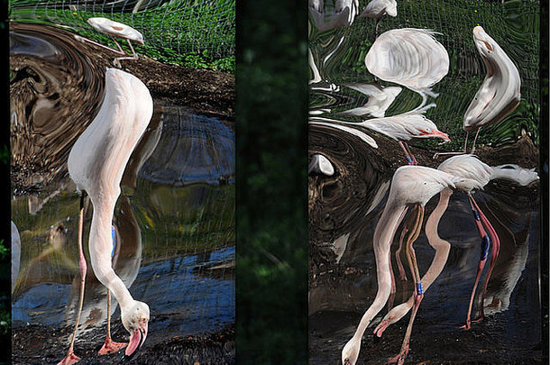 马韦尔野生动物园为鼓励繁殖而竖立的镜子中反射着火烈鸟