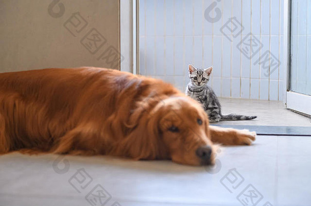 小猫和金毛猎犬在一起很友好。