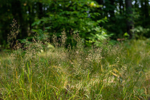 林间空地上盛开的草。早上散步。自然背景。