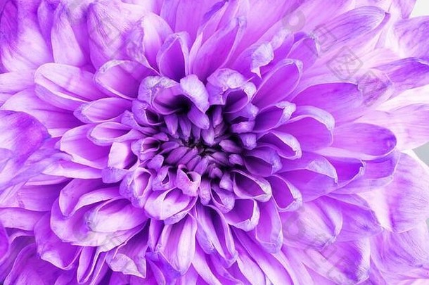 <strong>紫色菊花</strong>。情人节和妇女节