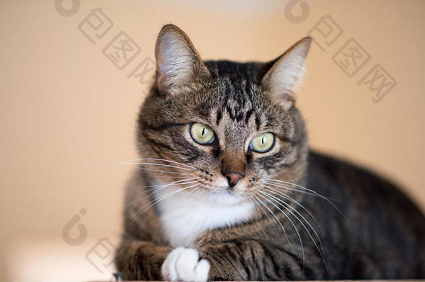 猫肖像关闭头作物猫光棕色（的）奶油恳求站在查看器空间广告文本猫