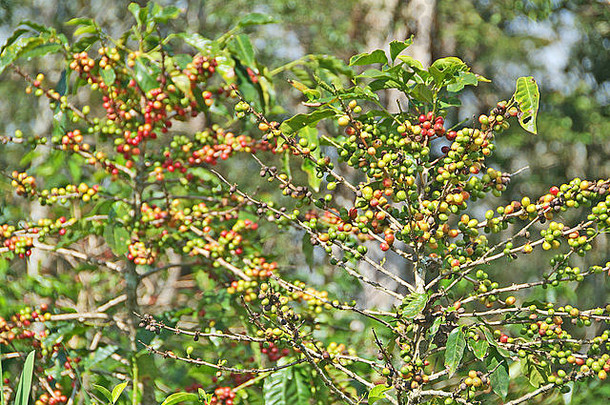 buquetechiriqui巴拿马中央美国咖啡豆子日益增长的咖啡树布什