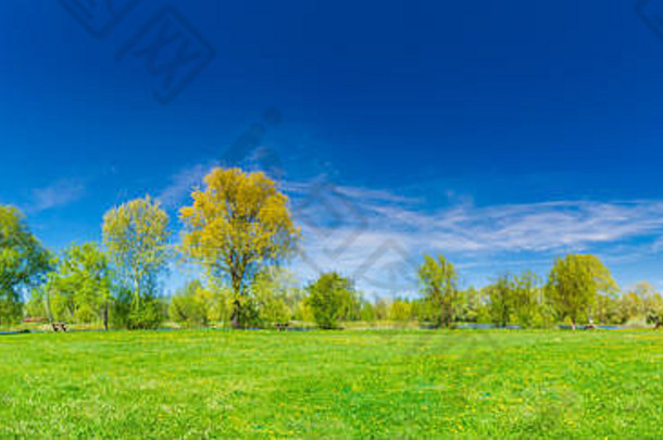 春夏景色尽收眼底。碧绿的草地，黄色的蒲公英花，蓝天下的绿树，阳光明媚。田园自然景观