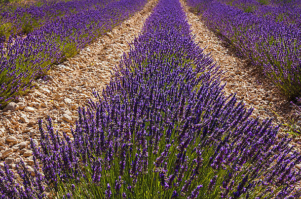 欧洲，法国普罗旺斯，戈尔德斯附近的薰衣草地上紫色和绿色的犁沟