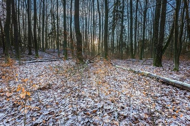 冬天晚些时候秋天的森林美丽的欧洲森林景观