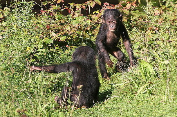 非洲倭黑猩猩黑猩猩年轻人锅一玩嬉戏<strong>打闹</strong>