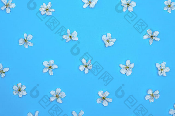 蓝色背景，白色樱花盛开，全框架