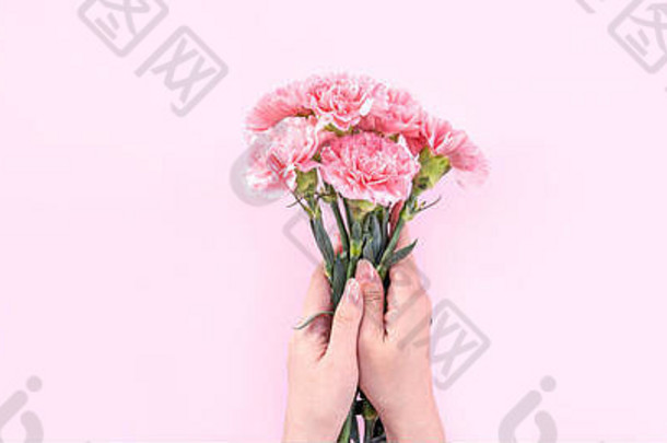 女士赠送一束优雅绽放的婴儿粉色温柔康乃馨，隔离在明亮的粉色背景上，母亲节装饰设计理念，top vi