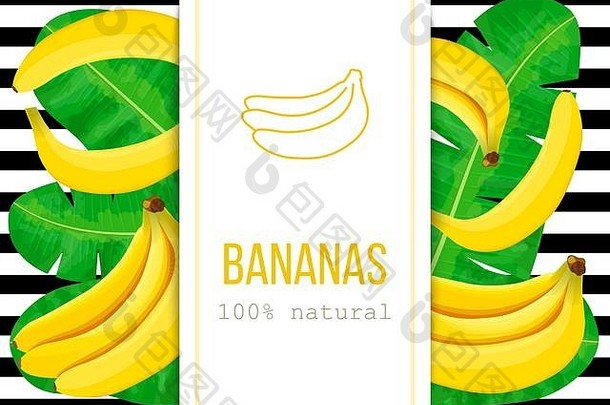 成熟的香蕉，热带棕榈叶，100%纯天然。垂直标签。黑色条纹。