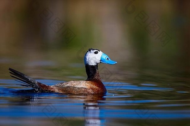 鸭子在湖里游泳。可爱的蓝嘴鸭。绿水倒影。绿色自然背景。鸭子：白头鸭。白头氧化菌。