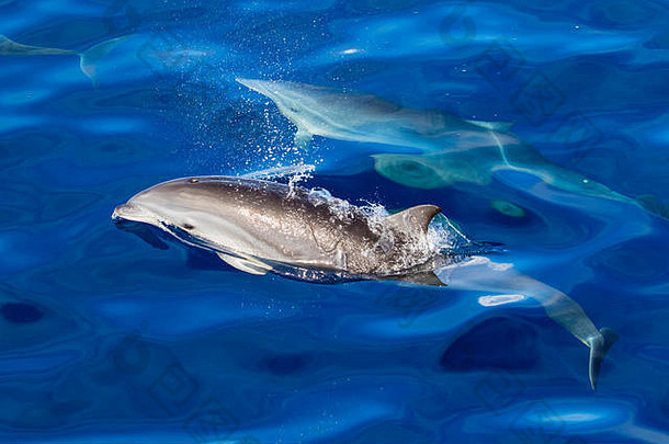 弗雷泽海豚（Lagenodelphis hosei）或沙捞越海豚成群结队地靠近船只