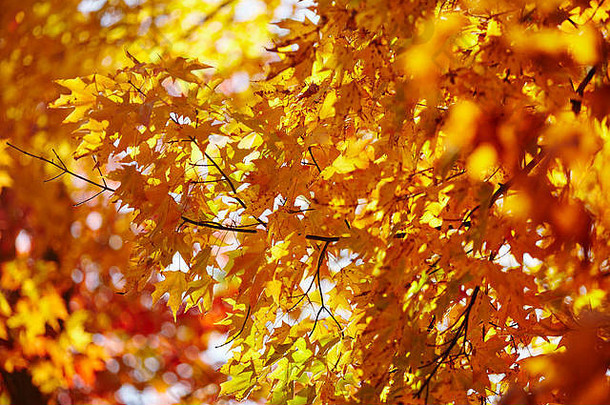 秋天树叶世界结束状态公园forksville沙利文县宾西法尼亚美国