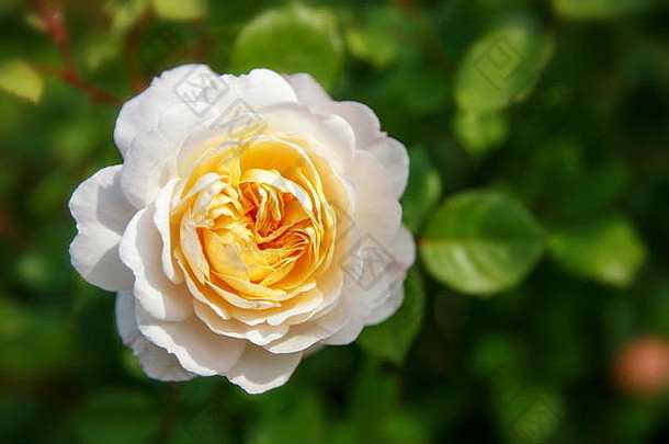盛开的玫瑰花园阳光明媚的一天大卫奥斯丁玫瑰番红花属玫瑰