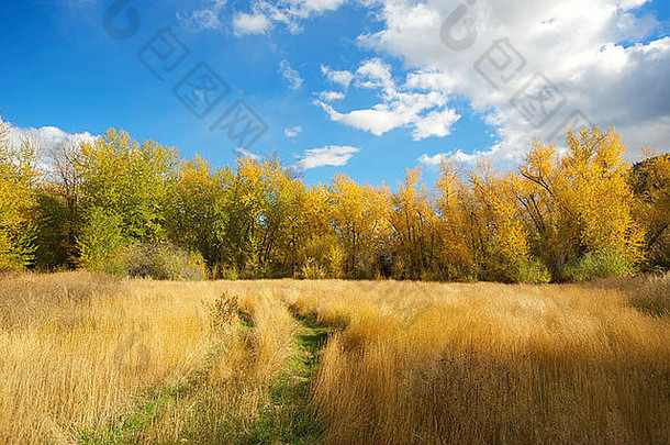 在一个废弃牧场的野生麦田。秋天的桦树林。秋天的颜色。加拿大，不列颠哥伦比亚省，Cache Creek。奥卡纳根-驯鹿