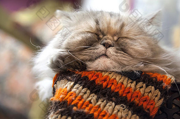 长毛波斯猫舒适地睡在羊毛条纹围巾上