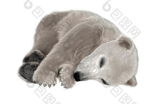 隔离在白色背景上的北极熊幼崽的三维渲染
