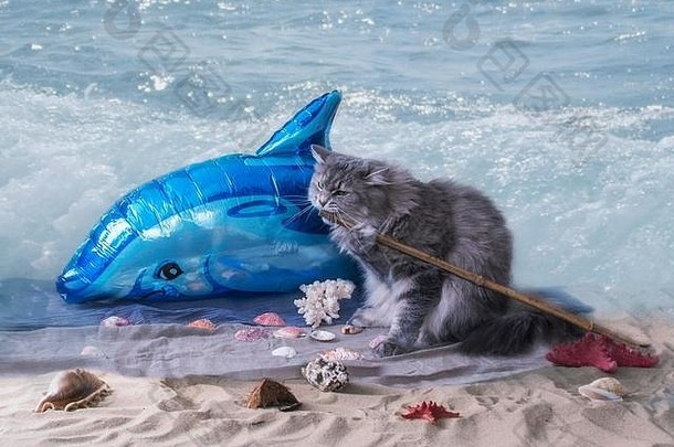 海滩上的小灰猫