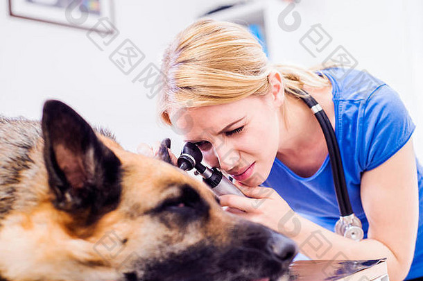 兽医检查耳朵疼痛的德国牧羊犬。