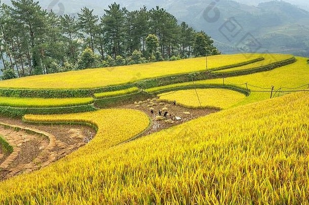 水稻梯田和成熟的<strong>黄米</strong>。越南亚洲的木仓寨、延白、山丘谷农村地区的农田。N