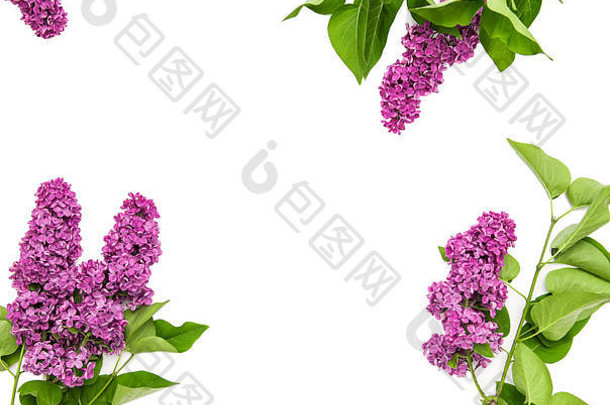 淡紫色花白色背景春天花朵新鲜的花束平躺