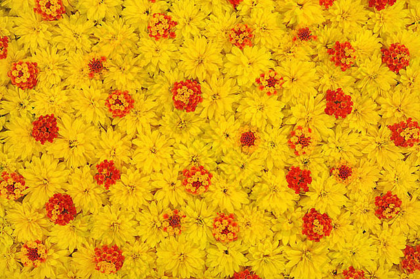 集团黄雏菊属拉西尼亚塔马樱丹属卡马拉花头背景花模式