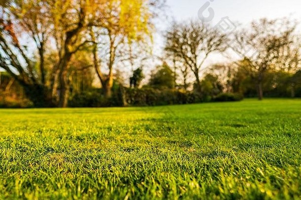 日<strong>落</strong>前在一个大花园内看到的维护良好且最近修剪的草坪的地面视图。<strong>金</strong>黄色的<strong>光线</strong>正源源不断地照射进来。