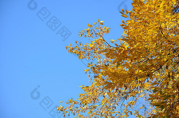 在晴朗的蓝天下长着黄叶的白蜡树的树枝
