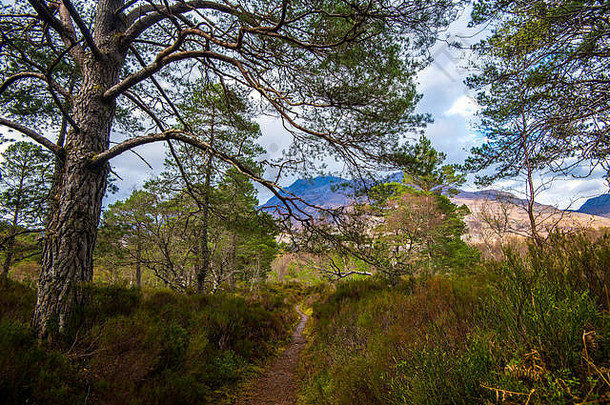 视图古老的喀里多尼亚森林山坡上我艾格自然储备高地苏格兰世界级的自然遗产网站