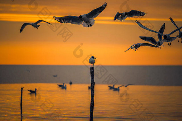 清晨日出时分，一只孤零零的小海鸥坐在一根杆子上。春天，在罗马尼亚拍摄的一<strong>张飞</strong>翔的海鸥图片