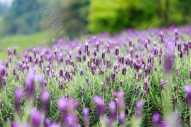 紫色花背景 紫色花背景图片 包图网