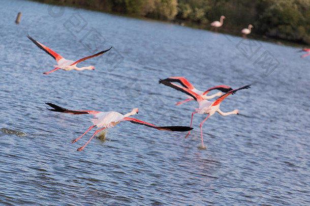 伟大的粉红色的火烈鸟飞行湖camargue湿地法国