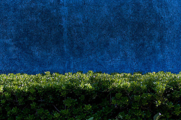 美丽的纹理蓝色墙壁，前面有绿色植物，字体显示设计空间丰富多彩，墨西哥玛雅海滨度假