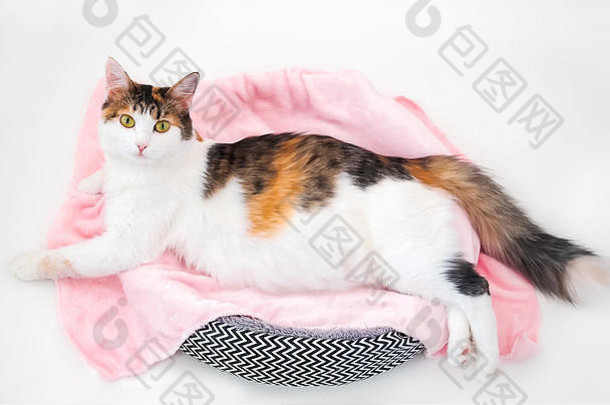 猫怀孕怀孕了印花棉布的猫大肚子铺设粉红色的织物相机孤立的白色背景
