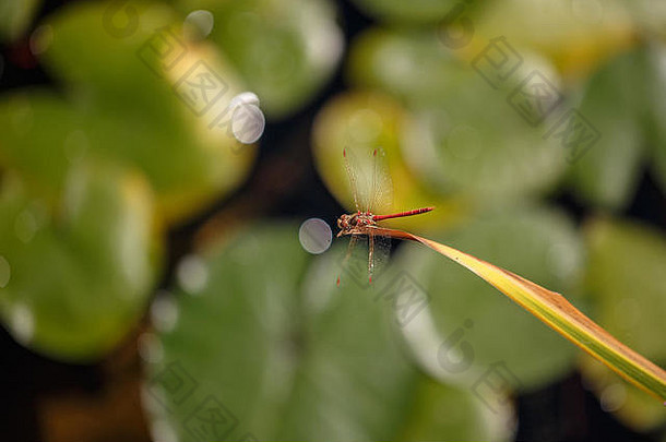 蜻蜓坐在绿叶上。特写镜头。背景模糊了。