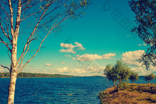 湖岸桦木树美丽的自然芬兰