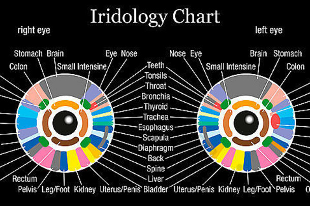 虹膜诊断虹膜学图表准确的描述内部器官身体部分