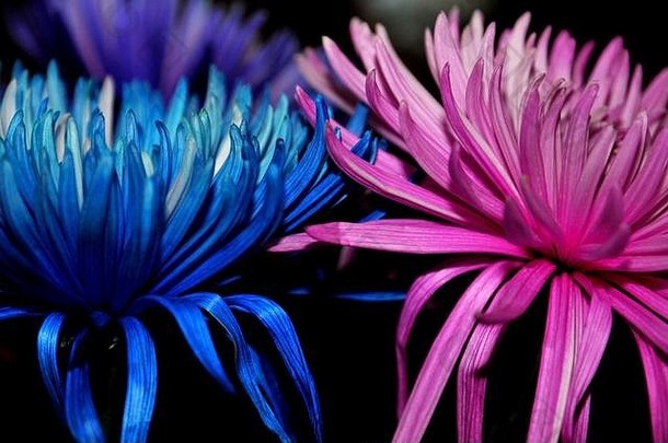 温柔地待在一起，蓝色和粉色的花朵保持在一起，创造一个鼓舞人心的形象。