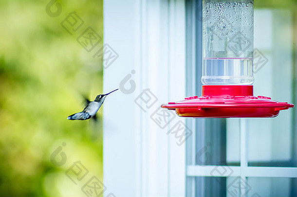一只蜂鸟在夏天来到喂食器降落。