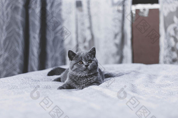 躺在白色毯子上的蓝色<strong>英国小猫</strong>。